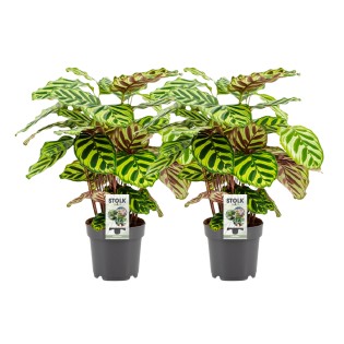 Calathea Makoyana - 2 Pieces - Ø14Cm - ↕45Cm