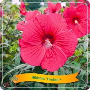Hibiscus 'Fireball' C5 - Ø25Cm - ↕35Cm