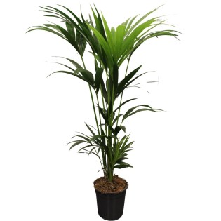 Howea Forsteriana (Kentia) 5 Pit 120-140Cm - Ø21Cm - ↕120Cm