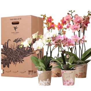Kolibri Orchids - Surprise Box Mix - Plant Value Box - Surprise Box With 4 Different Orchids 12Cm - Fresh From The Grower