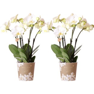Kolibri Orchids I Combi Deal Of 2 White Phalaenopsis Orchids - Pot Size Ø12Cm | Flowering Houseplant - Fresh From The Grower