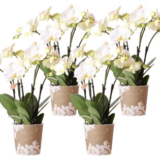 Kolibri Orchids | Combi Deal Of 4 White Orchids - Ghent - Pot Size Ø12Cm | Flowering Houseplant - Fresh From The Grower