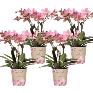 Kolibri Orchids | Combi Deal Of 4 Phalaenopsis Orchids - Treviso - Pot Size Ø12Cm | Flowering Houseplant - Fresh From The Grower
