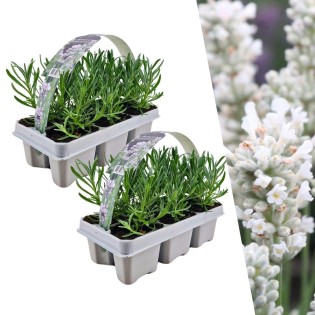 2 X 6 Pack Lavendel Angustifolia White - 12 X Ø7 Cm - ↕15 Cm