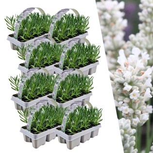 8 X 6 Pack Lavendel Angustifolia White - 48 X Ø7 Cm - ↕15 Cm