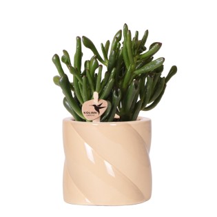 Kolibri Greens | Succulent Crassula Hobbit + Candy Pot Peach - Pot Size Ø9Cm | Flowering Houseplant - Fresh From The Grower