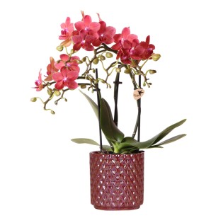 Kolibri Orchids | Red Phalaenopsis Orchid Congo + Red Pearl Pot - Pot Size Ø9Cm | Flowering Houseplant - Fresh From The Grower