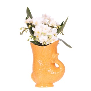 Kolibri Orchids | White Orchid 'Nazaré' + Orange Fish Pot - Pot Size Ø9Cm | Blooming Houseplant - Fresh From The Grower