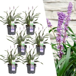 6 X Liriope Muscari 'Ingwersen' - Ø 14 Cm - ↨ 25 Cm