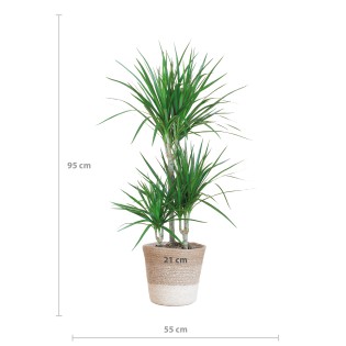 Dracaena Marginata With White Lisbon Basket - 95Cm - Ø21