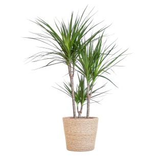 Dracaena Marginata With Naturel Basket  - 95Cm - Ø21