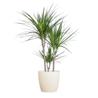 Dracaena Marginta With Viber White - 95Cm - Ø21