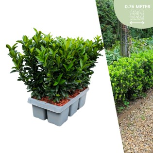 6 X Euonymus 'Green Spire' - 6 X Ø 7 Cm - ↨ 15 Cm