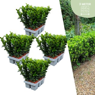 24 X Euonymus 'Green Spire' - 24 X Ø 7 Cm - ↨ 15 Cm