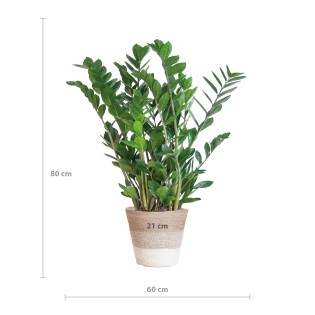 Zamioculcas Zamiifolia With Basket Lissabon White   - 80Cm- Ø21