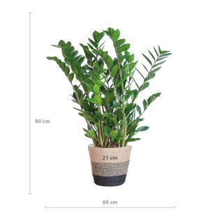 Zamioculcas Zamiifolia With Basket Lissabon Black - 80Cm- Ø21