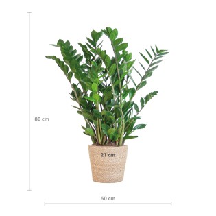 Zamioculcas Zamiifolia With Sofia Basket Natural   - 80Cm- Ø21