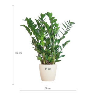 Zamioculcas Zamiifolia With Viber White  - 80Cm- Ø21