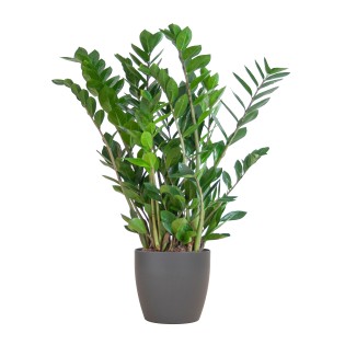 Zamioculcas Zamiifolia With Viber Gray - 80Cm- Ø21