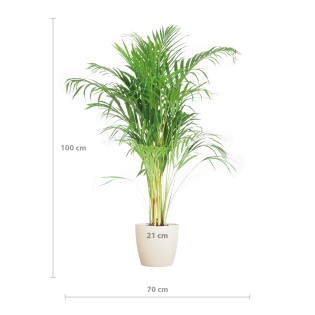 Areca Palm (Dypsis)  With Viber White - 100Cm - Ø21