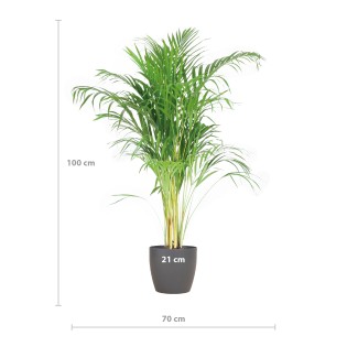 Areca Palm (Dypsis)  With Viber Gray - 100Cm - Ø21