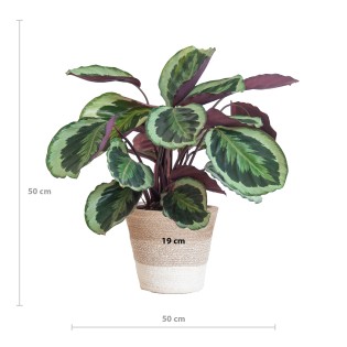Calathea Medaillon With Lisbon Basket White - 65Cm - Ø19