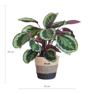 Calathea Medaillon With Lisbon Basket Black - 65Cm - Ø21