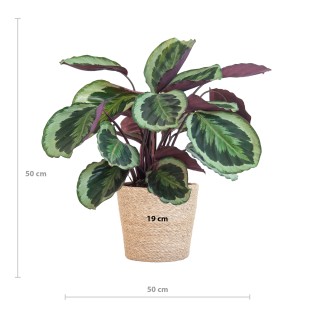 Calathea Medaillon With Sofia Basket Natural - 65Cm - Ø21