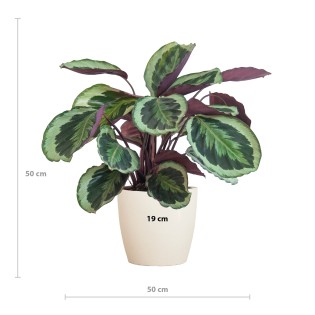 Calathea Medaillon With Viber White - 65Cm - Ø21