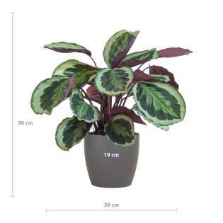 Calathea Medaillon With Viber Grey - 65Cm - Ø21