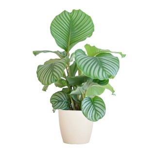Calathea Orbifolia With Viber White  - 65Cm - Ø21