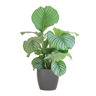 Calathea Orbifolia With Viber Gray - 65Cm - Ø21
