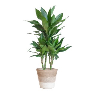 Dracaena  Janet Lindt With Basket Lissabon White - 95Cm - Ø21