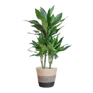 Dracaena  Janet Lindt With Basket Lissabon Black - 95Cm - Ø21