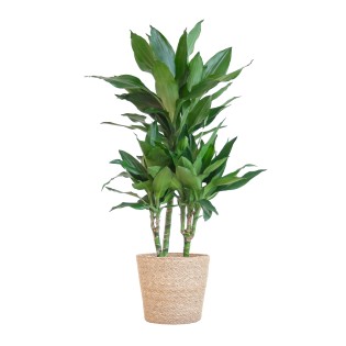Dracaena  Janet Lindt With Sofia Basket Natural - 95Cm - Ø21