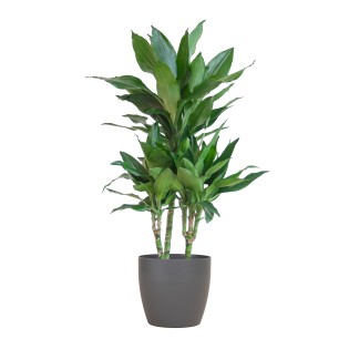 Dracaena  Janet Lindt With Viber Gray - 95Cm - Ø21