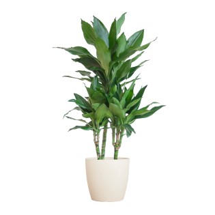 Dracaena  Janet Lindt With Viber White - 95Cm - Ø21