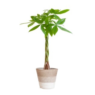 Pachira Aquatica With Basket Lissabon White - 80Cm - Ø21