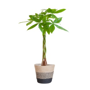 Pachira Aquatica With Basket Lissabon Black - 80Cm - Ø21