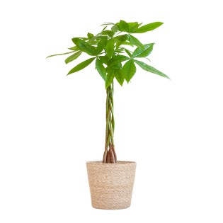 Pachira Aquatica With Sofia Basket Natural  - 80Cm - Ø21