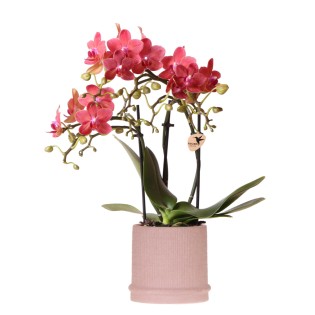 Kolibri Orchids | Red Orchid Congo + Bali Decorative Pot Sand - Pot Size Ø9Cm | Flowering Houseplant - Fresh From The Grower