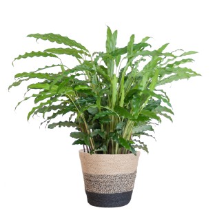 Calathea Rufibarba With Basket Lisbon Black - 55Cm - Ø17