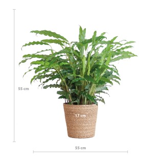 Calathea Rufibarba With Sofia Basket Natural - 55Cm - Ø17
