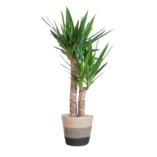 Yucca Elephantipes With Basket Lisbon Black - 90Cm - Ø21