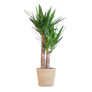 Yucca Elephantipes With Sofia Basket Natural - 90Cm - Ø21