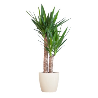 Yucca Elephantipes With Viber White - 90Cm - Ø21