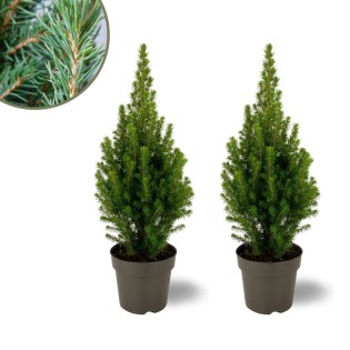 2X Picea Glauca Perfecta - 15 Cm Ø - 40 Cm ↨