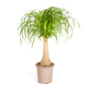 Beaucarnea Recurvata Stem Ø21Cm - ↕60 - 80Cm