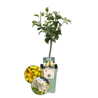Organic Pear Tree Pyrus - 1 X Ø 20 Cm - ↨ 60 Cm