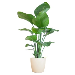 Strelitzia Nicolai With Viber Pot White - 80Cm - Ø21